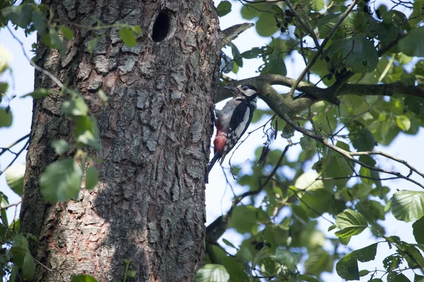 Φωλιά Woodpecker Στην Άκρη Του Δάσους Κοράκι Hoogveen Ολλανδία — Φωτογραφία Αρχείου