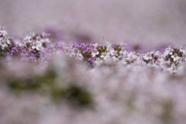 Wageningen, Hollanda... 13 Haziran 2023: Hollanda, Wageningen 'deki De Dreijen' de kekik otlağı.