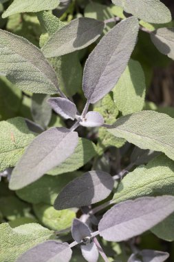 Ruinen, Hollanda - 27 Temmuz 2023: Hollanda, Ruinen 'deki bahçede bilge