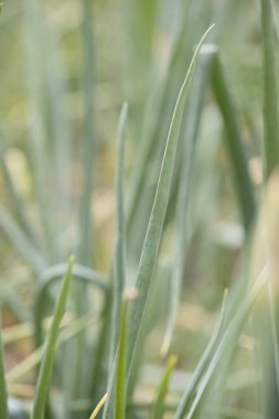 Hollanda, Ruinen 'deki bahçede soğan fabrikası