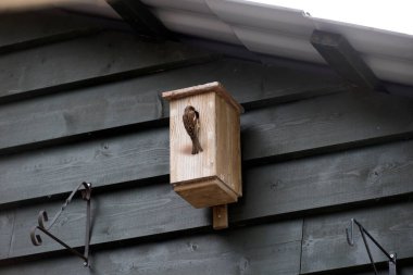 Ruinen, Netherlands- June 27, 2023: house sparrow at birdhouse in garden in Ruinen, Netherland clipart