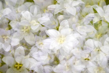 Hollanda, Ruinen 'de bir bahçede çifte saksafon.