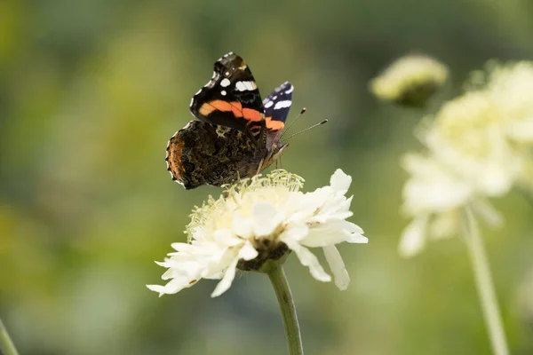Papillon Atalanta Dans Jardin Ruinen Pays Bas — Photo