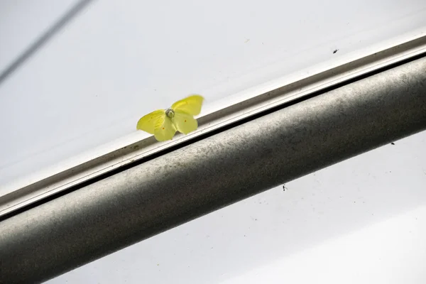 2023年6月27日 オランダの温室にレモン蝶が閉じ込められています — ストック写真