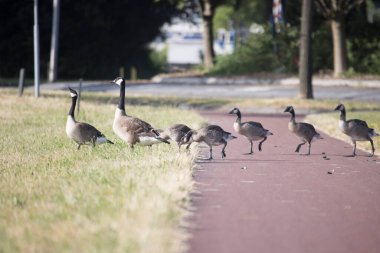 Hoogeveen, Hollanda - 2 Temmuz 2023: Hoogeveen, Hollanda 'daki sanayi bölgesinde Kanadalı kaz ailesi