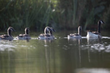 Hoogeveen, Hollanda 'daki sanayi bölgesinde Kanadalı kaz ailesi