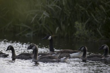 Hoogeveen, Hollanda 'daki sanayi bölgesinde Kanadalı kaz ailesi