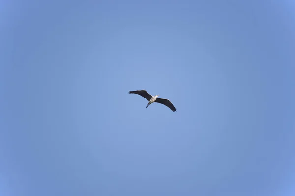 Flying Great Blue Heron Στο Hoogeveen Ολλανδία — Φωτογραφία Αρχείου