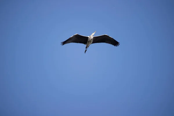 Flying Great Blue Heron Hoogeveen Países Bajos — Foto de Stock