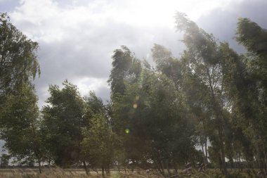 Kloosterveld 'de huş ağaçları rüzgârda, Ruine