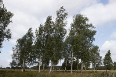 Kloosterveld 'de huş ağaçları rüzgârda, Ruine