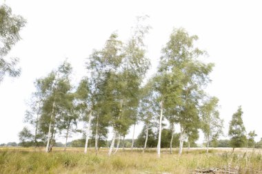 Kloosterveld 'de huş ağaçları rüzgârda, Ruine