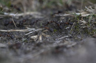 Dwingelderveld, Hollanda 'daki Orman Karıncaları