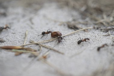 Dwingelderveld, Hollanda 'daki Orman Karıncaları