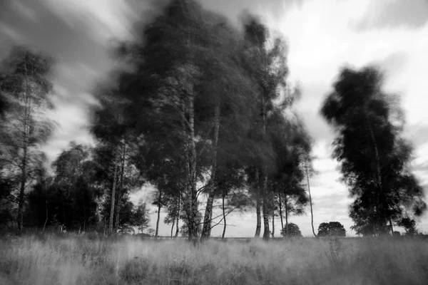 Birches Wind Kloosterveld Ruine — Stock fotografie