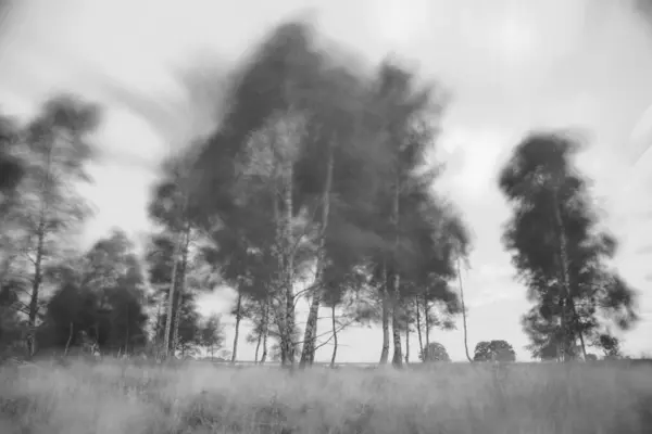 Kloosterveld Huş Ağaçları Rüzgârda Ruine — Stok fotoğraf
