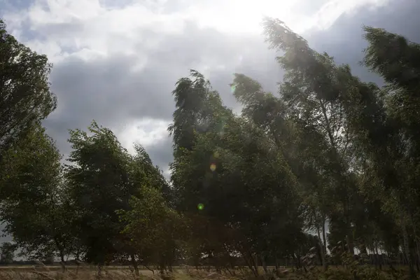 Березы Ветру Клостервелде Руины — стоковое фото