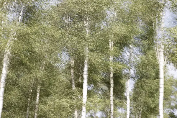Березы Ветру Клостервелде Руины — стоковое фото