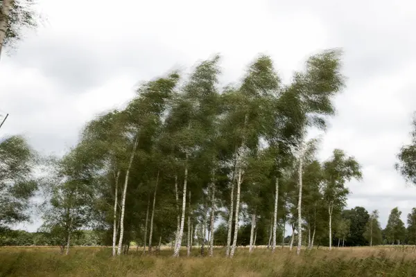Birches Wind Kloosterveld Ruine — Stock Photo, Image