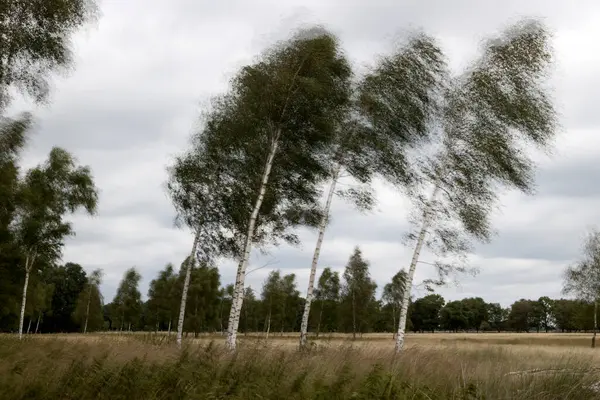 Stock image Birches in the wind in Kloosterveld, Ruine