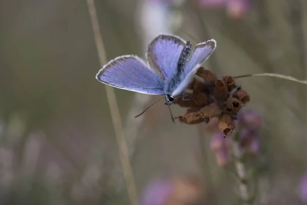 Heather Hollanda Dwingelderveld Fundalıkta Mavi Renktedir — Stok fotoğraf