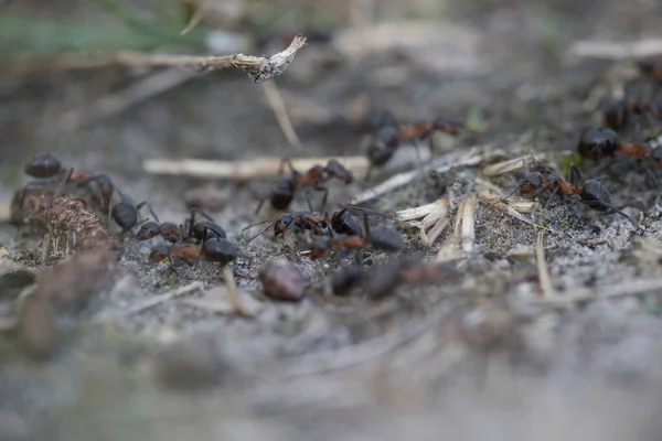 Hormigas Forestales Dwingelderveld Países Bajos — Foto de Stock
