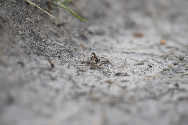 Mrówki Leśne Dwingelderveld Holandia — Zdjęcie stockowe