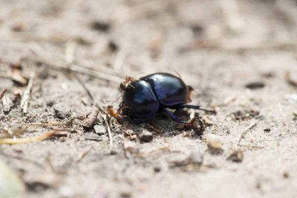 Besouro Esterco Sendo Atacado Por Formigas Dwingelderveld Países Baixos — Fotografia de Stock