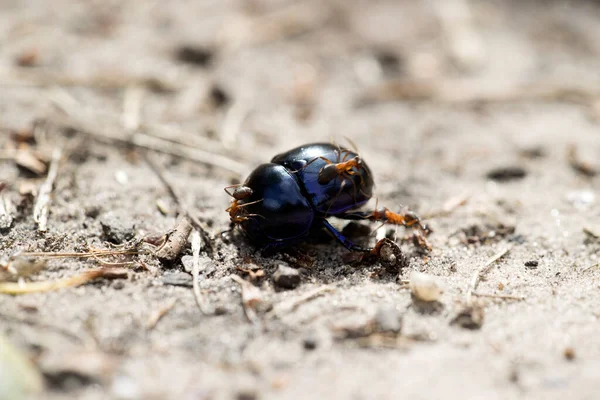 Dung Beetle Attaqué Par Des Fourmis Dwingelderveld Pays Bas — Photo