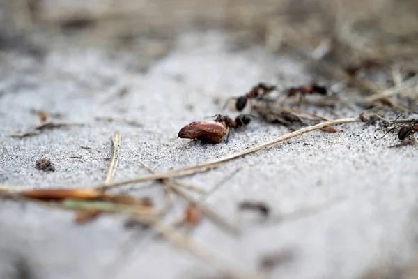 Mrówki Leśne Dwingelderveld Holandia — Zdjęcie stockowe