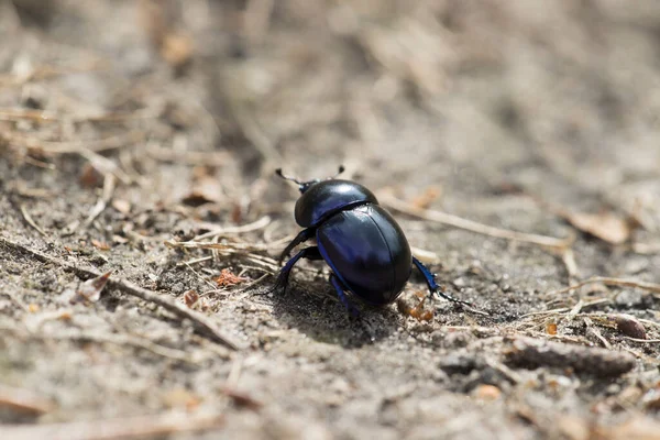 Escarabajo Estiércol Siendo Atacado Por Hormigas Dwingelderveld Países Bajos — Foto de Stock