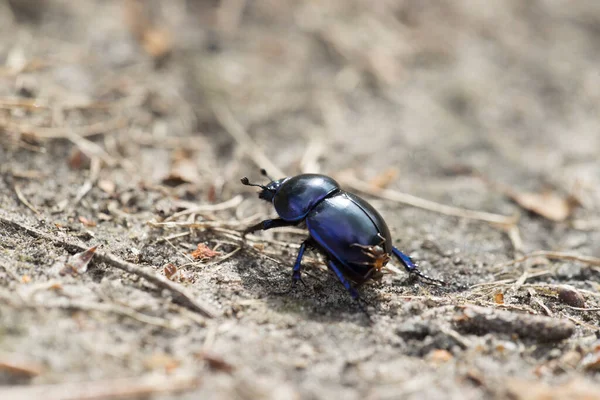 Escarabajo Estiércol Siendo Atacado Por Hormigas Dwingelderveld Países Bajos —  Fotos de Stock