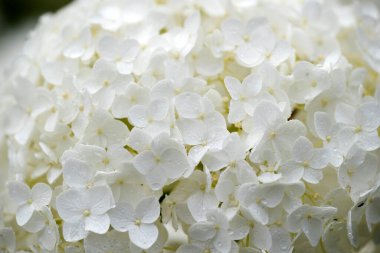 Hollanda, Ruinen 'deki bahçede kartopu ortancaları