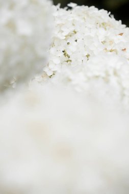 Hollanda, Ruinen 'deki bahçede kartopu ortancaları