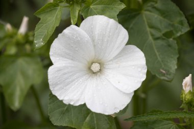 Hollanda, Ruinen 'deki bahçede bindweed