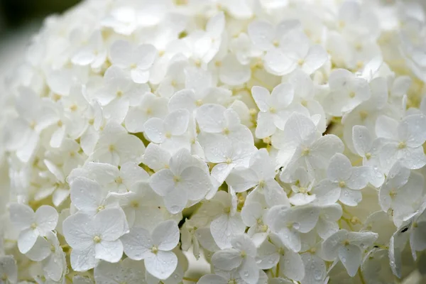 Hollanda, Ruinen 'deki bahçede kartopu ortancaları