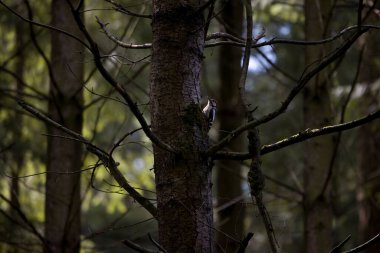 Hollanda, Hoge Veluwe Ulusal Parkı 'ndaki ağaçkakan ağaçkakanı.