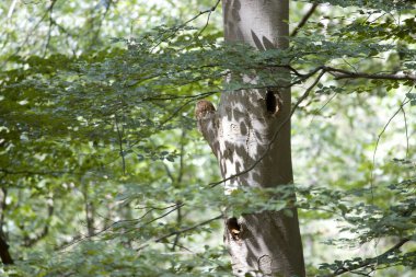 Hollanda 'daki Hoge Veluwe Ulusal Parkı' nda ağaçta Tawny baykuşu