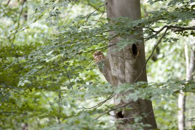 Hollanda 'daki Hoge Veluwe Ulusal Parkı' nda ağaçta Tawny baykuşu