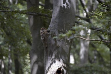 Hollanda 'daki Hoge Veluwe Ulusal Parkı' nda ağaçta Tawny baykuşu