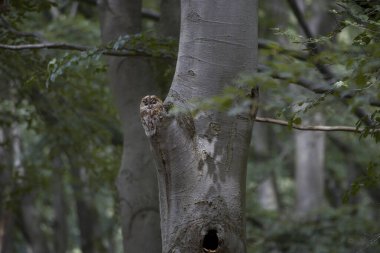 Hollanda 'daki Hoge Veluwe Ulusal Parkı' nda ağaçta Tawny baykuşu