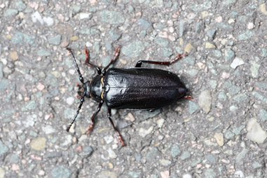 Hoge Veluwe Ulusal Parkı 'ndaki deri uzun boynuzlu böcek, Hollanda