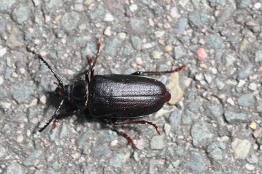 Hoge Veluwe Ulusal Parkı 'ndaki deri uzun boynuzlu böcek, Hollanda