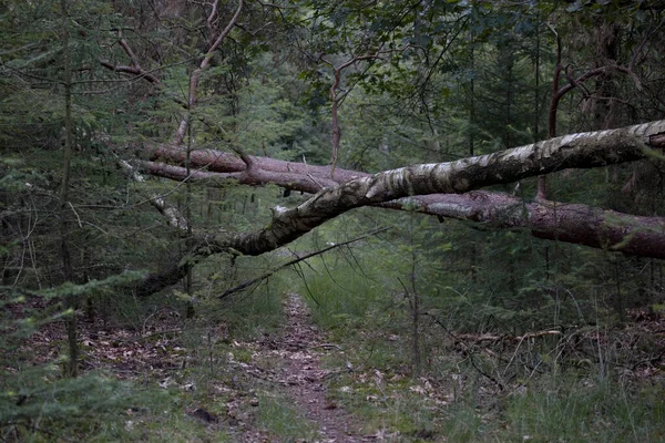 Fallna Träd Blockerar Stigen Hoge Veluwe Nationalpark Nederländerna — Stockfoto