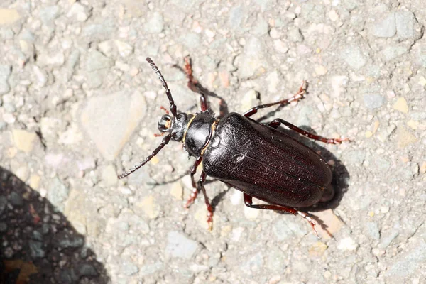 Hoge Veluwe Ulusal Parkı 'ndaki deri uzun boynuzlu böcek, Hollanda