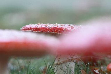 Hoogeveen, Hollanda 'da yol kenarına agarikler uçuyor.