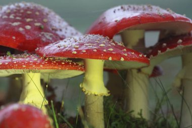 Hoogeveen, Hollanda 'da yol kenarına agarikler uçuyor.