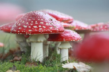 Hoogeveen, Hollanda 'da yol kenarına agarikler uçuyor.