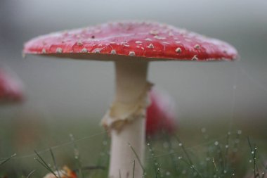 Hoogeveen, Hollanda 'da yol kenarına agarikler uçuyor.