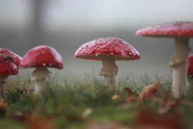 Hoogeveen, Hollanda 'da yol kenarına agarikler uçuyor.
